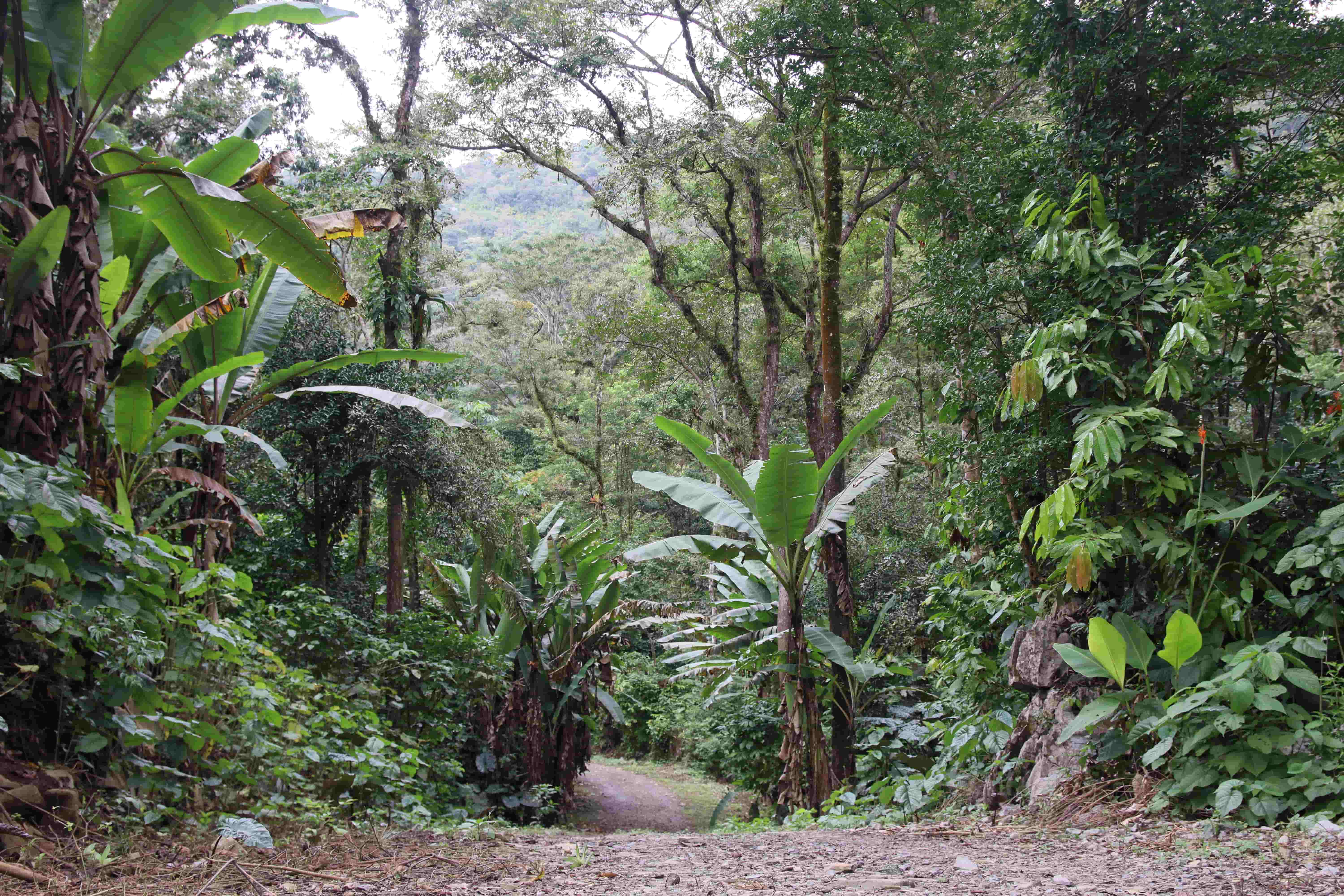 Xochitlallis 2026 — foto 9